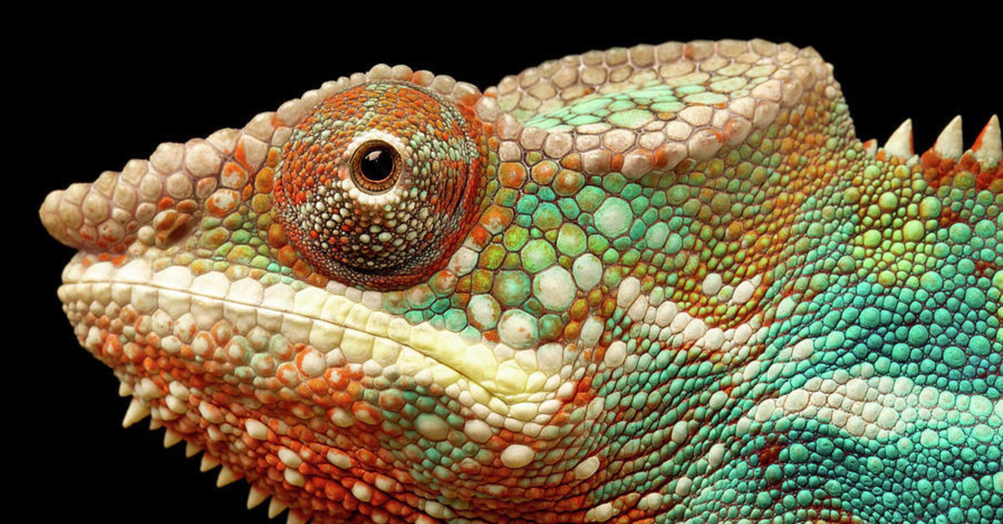 What it Means to See Chameleon in a Dream: Full Interpretation