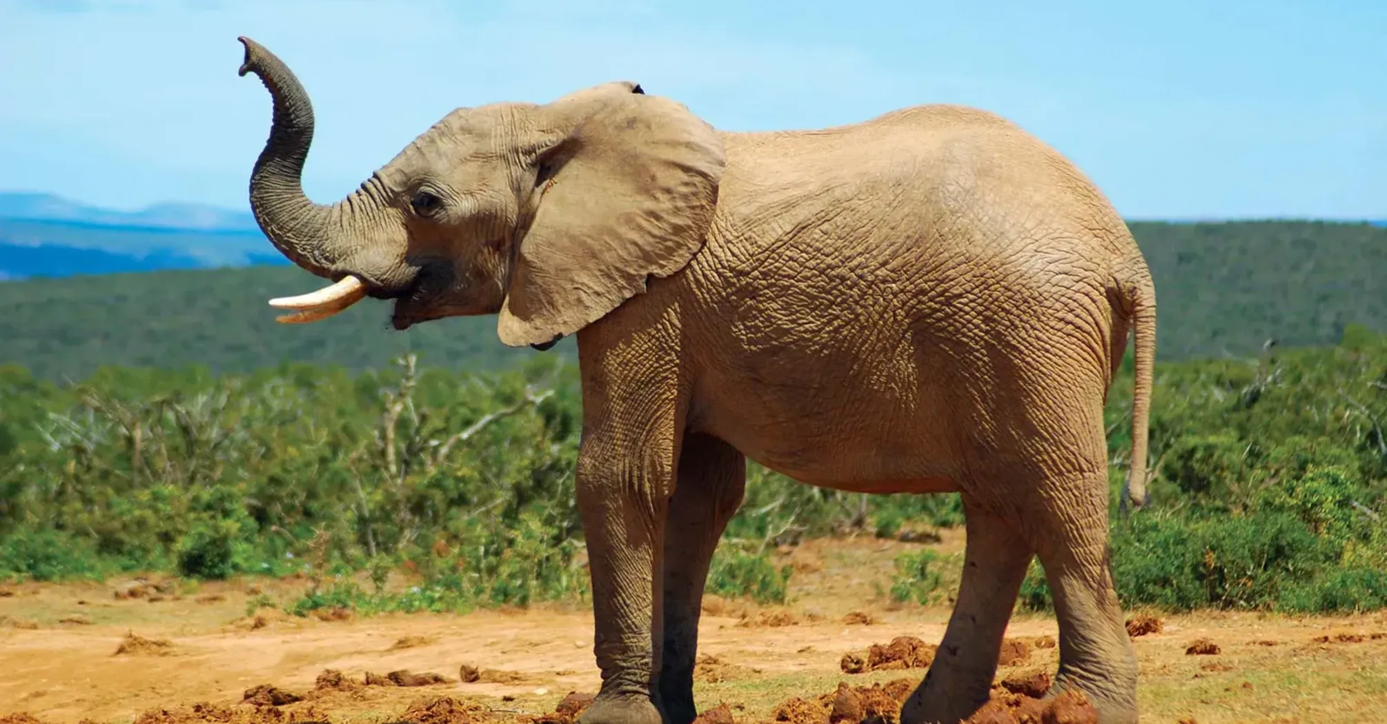 What Does It Mean To See An Elephant in a Dream?