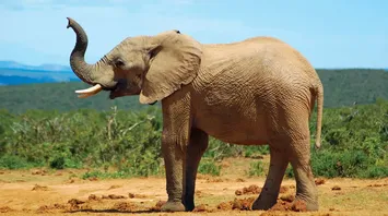 What Does It Mean To See An Elephant in a Dream?