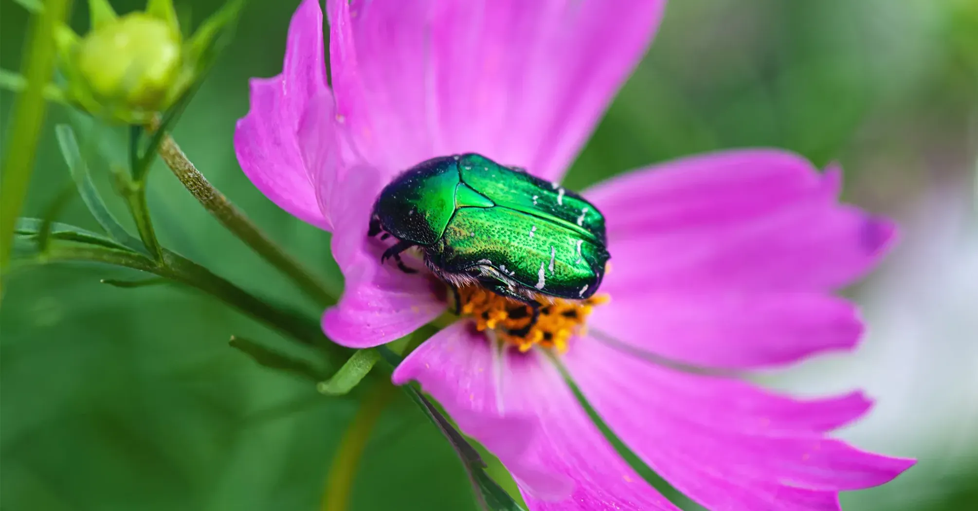 June bug totem - spiritual significance of spirit animal june bug