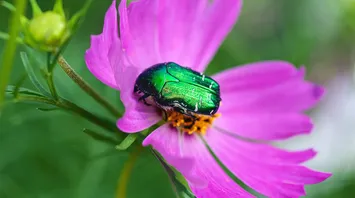 June Bug Spirit Animal: Spiritual Power and Symbolism