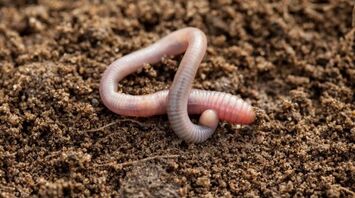 Earthworms in Dreams: Warnings, Transformations & Spiritual Messages