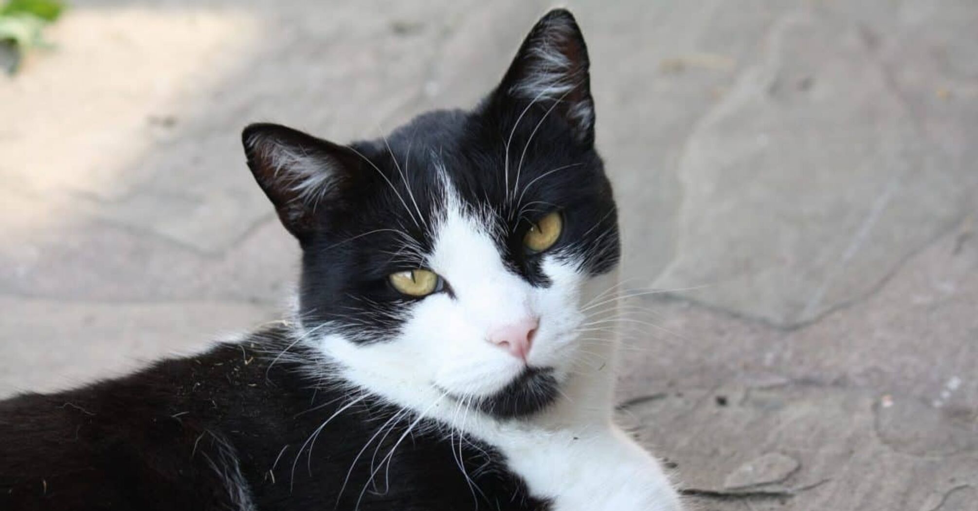 Black and White Cat Spirit Animal: What Does a Black and White Cat Symbolize?