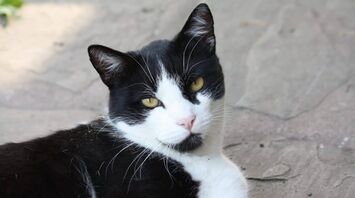 Black and White Cat Spirit Animal: What Does a Black and White Cat Symbolize?