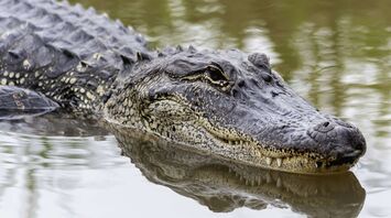 Alligator Spirit Animal: What Does an Alligator Symbolize?