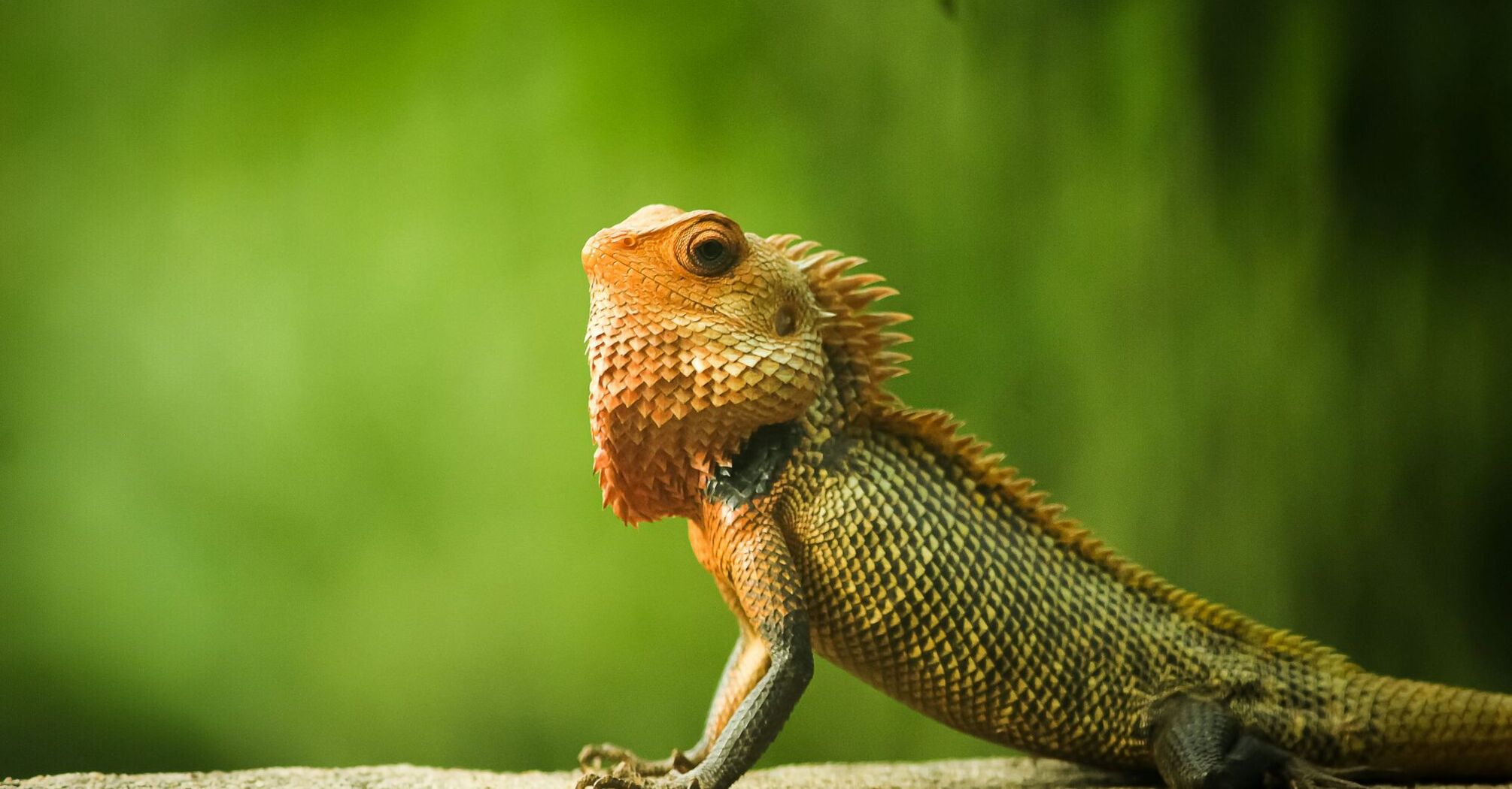 What Lizards Symbolize Spiritually