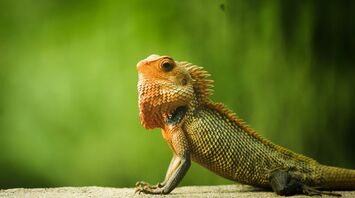 What Lizards Symbolize Spiritually
