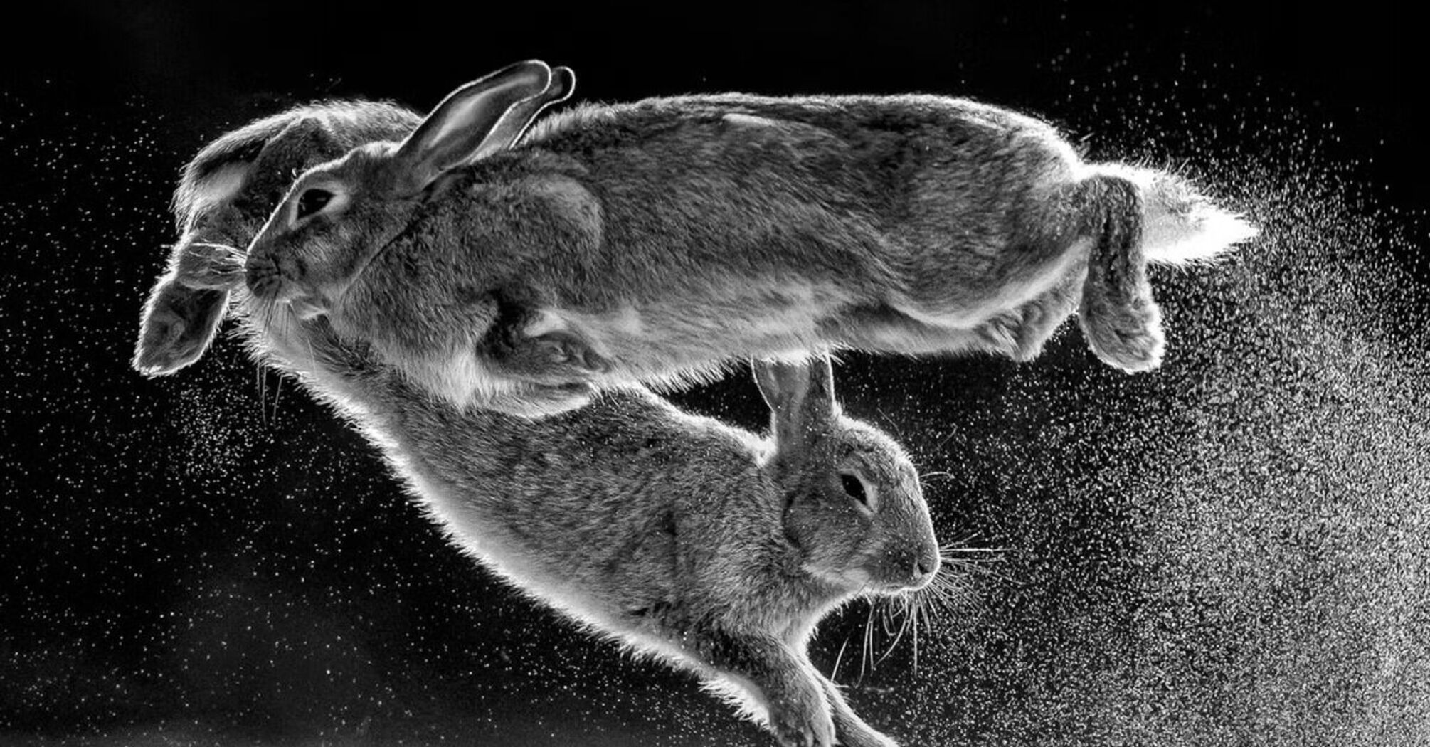 Totem animal rabbit - spiritual meanings of rabbits as spirit animals
