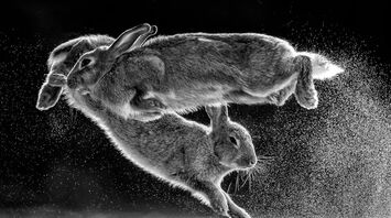 Symbolism and Spiritual Meaning of Rabbit as Totem Animal
