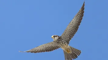 What Does a Falcon Mean in Your Dream?