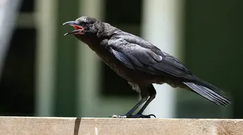 14 Spiritual Meanings of Seeing a Black Crow