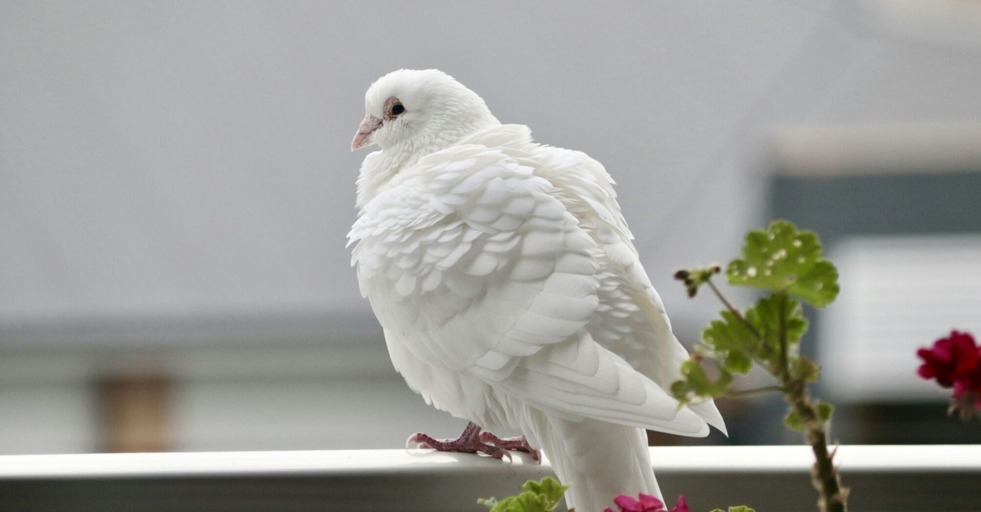 Spiritual Meanings of White Dove as Spirit Animal