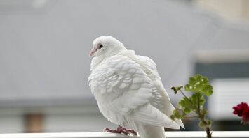 Spiritual Meanings of White Dove as Spirit Animal