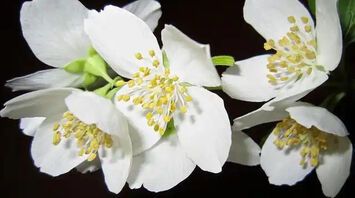 Jasmine: Hidden Dream Meanings