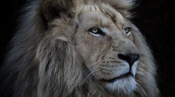 What Lion Symbolizes as Spirit Animal