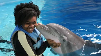 Spirit Animal Dolphin: Discover the True Spiritual Power of the Totem