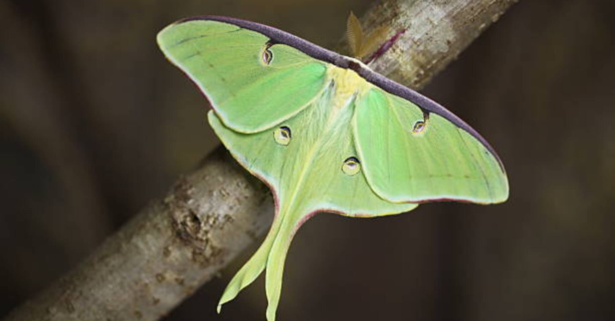 Spiritual Significance of Seeing Luna Moth