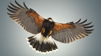 Spiritual Meanings of Having Hawk as Your Spirit Animal