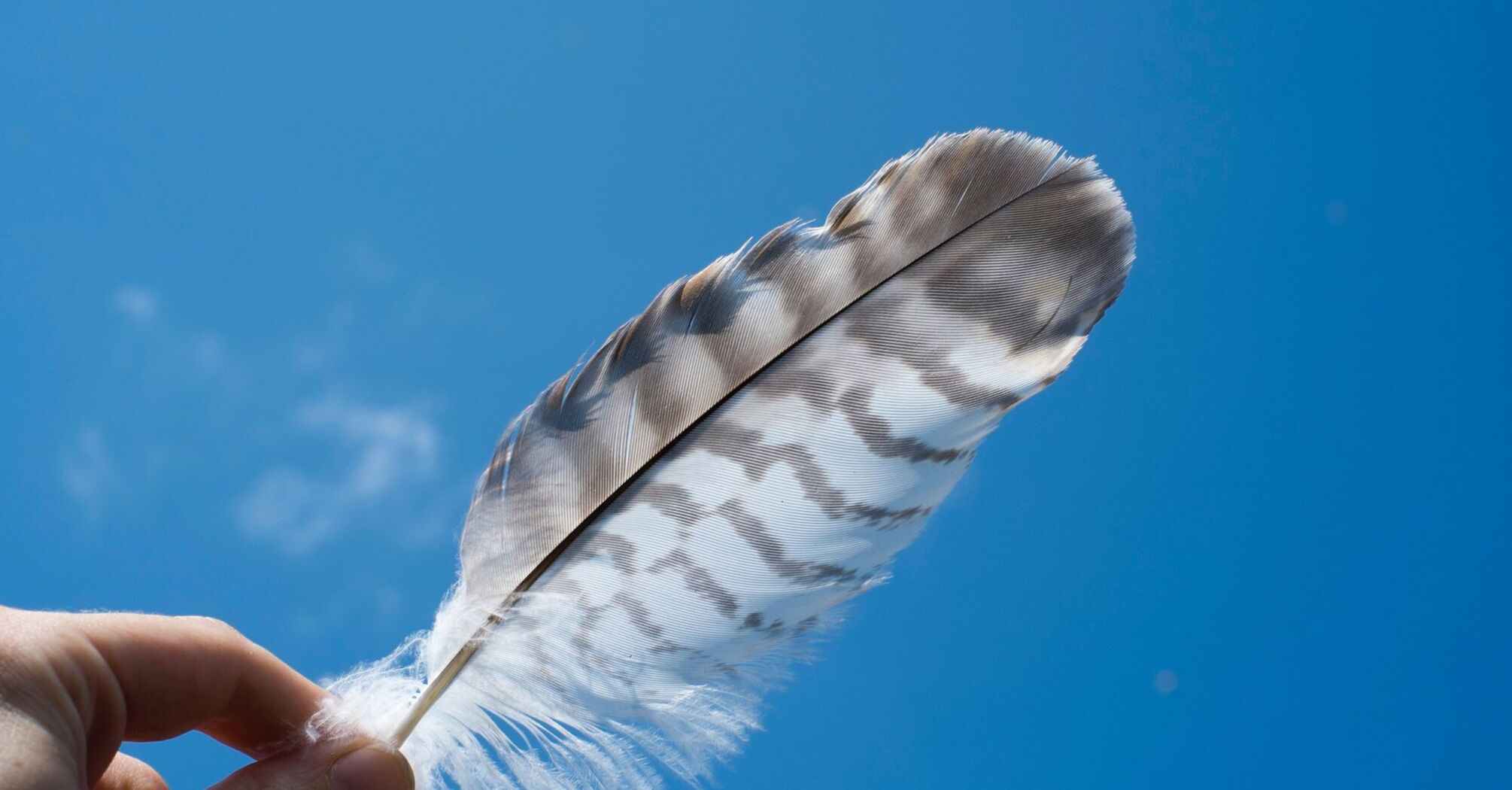 Explaining the Powerful Symbolism Behind Grey and White Feathers