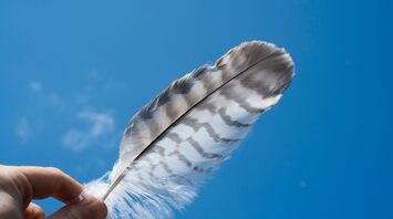 Explaining the Powerful Symbolism Behind Grey and White Feathers