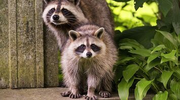 Racoon