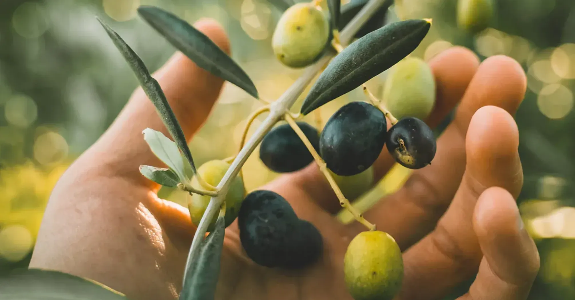 What Olive Tree Means Spiritually: Full Interpretation