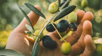 What Olive Tree Means Spiritually: Full Interpretation