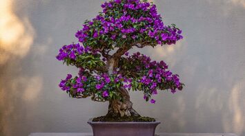 A Complete Breakdown of Bonsai Tree Symbolism: Spiritual Meanings, History and More