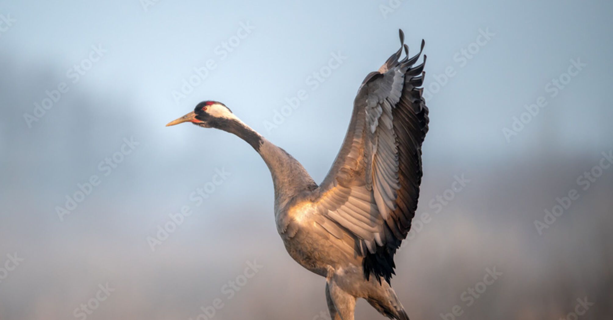 Symbolism and Spiritual Significance of Cranes