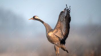 Symbolism and Spiritual Significance of Cranes