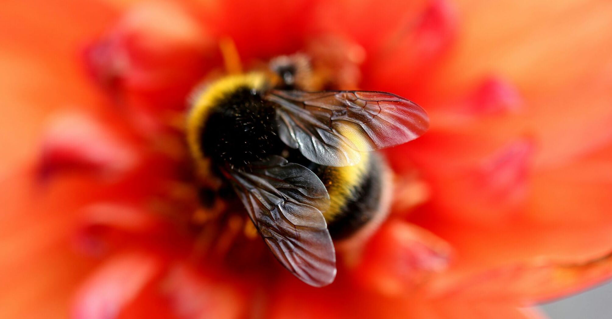 What Bumblebees Signify Spiritually: A Complete Analysis