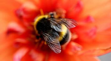 What Bumblebees Signify Spiritually: A Complete Analysis