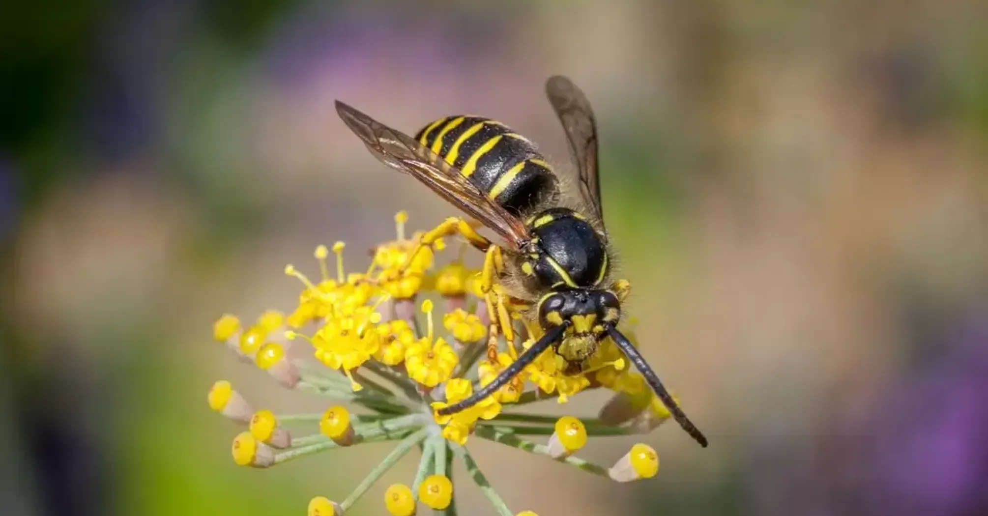 Full Spiritual Breakdown of Wasps: Symbolism, Meaning in Art and More