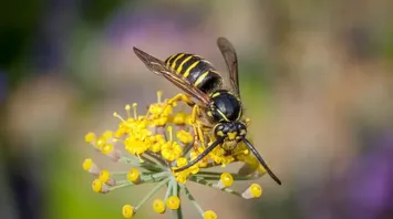 Full Spiritual Breakdown of Wasps: Symbolism, Meaning in Art and More