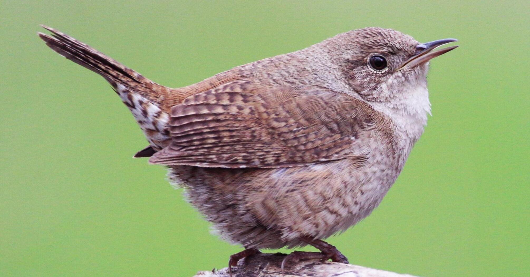 Wren Spirit Animal Symbolism & Meaning