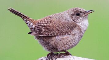 Wren Spirit Animal Symbolism & Meaning