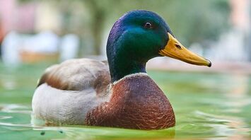 Duck