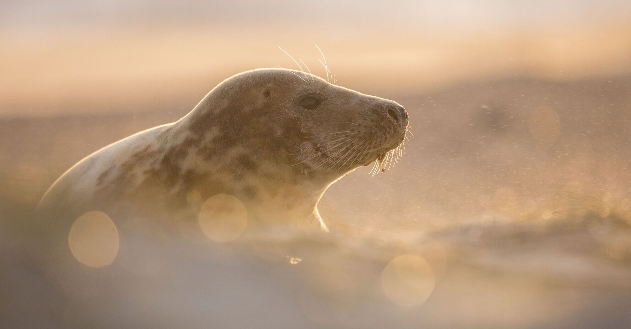 Seal Spirit Animal: Discovering the Power of Your Totem