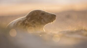 Seal Spirit Animal: Discovering the Power of Your Totem