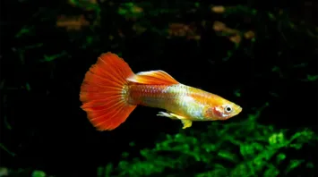 Guppy Spirit Animal Symbolism & Meaning