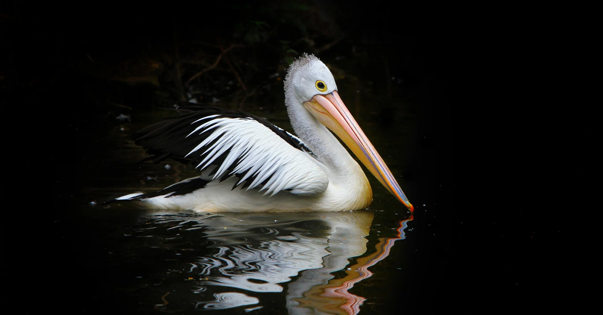 Dreaming of a Pelican: Insights and Interpretations