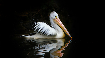 Dreaming of a Pelican: Insights and Interpretations