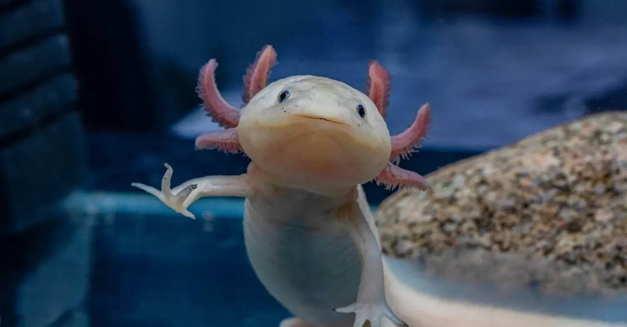 Axolotl Symbolism and Meaning