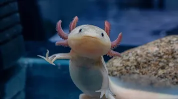 Axolotl Symbolism and Meaning