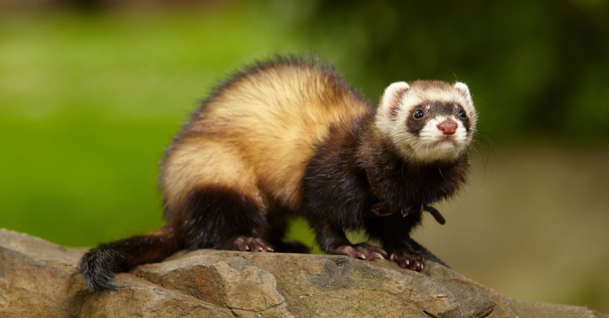 Ferret Spirit Animal Symbolism