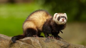 Ferret Spirit Animal Symbolism