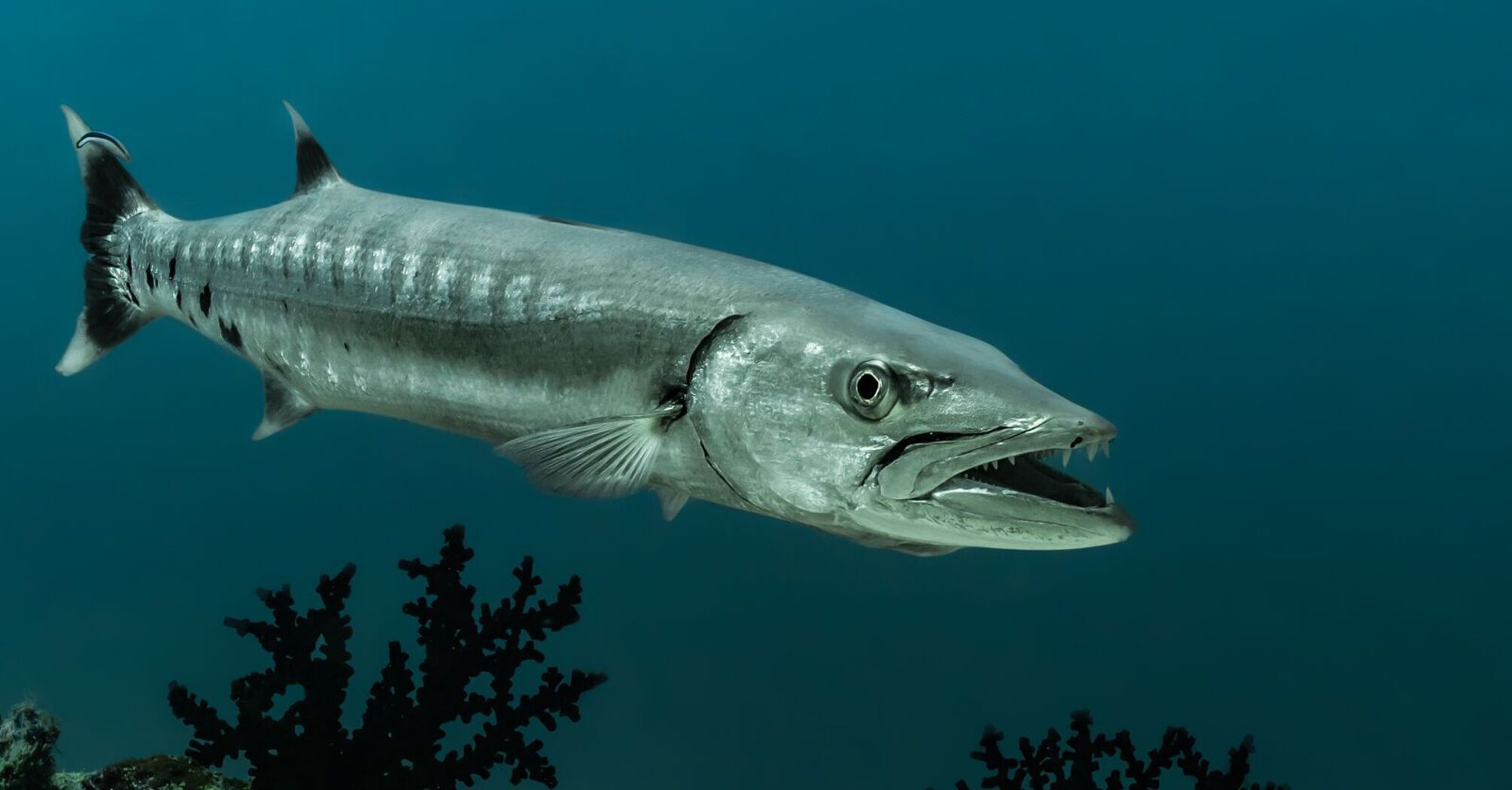 Barracuda Spirit Animal Symbolism & Meaning