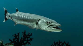 Barracuda Spirit Animal Symbolism & Meaning