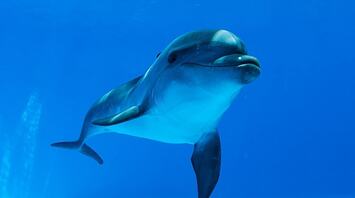 Dolphins