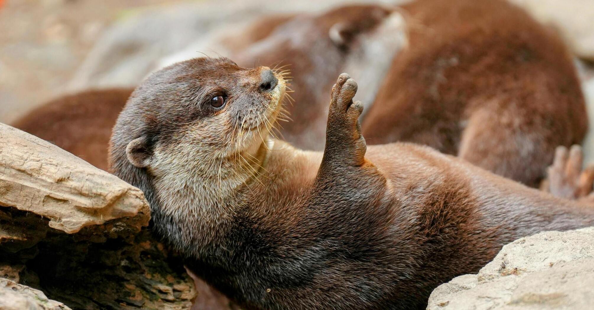 Spiritual Meanings of Having Otter as Your Totem Animal